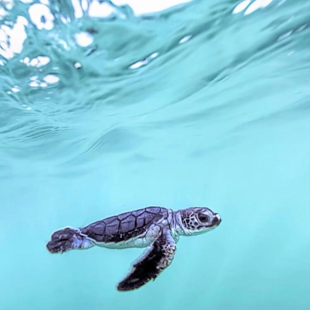 Meet your Posher, Darling